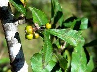 Ilex quercetorum