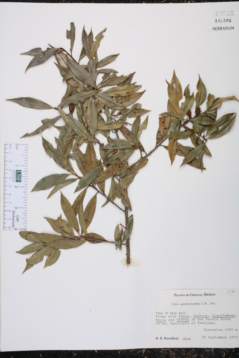 Ilex quercetorum photo 2