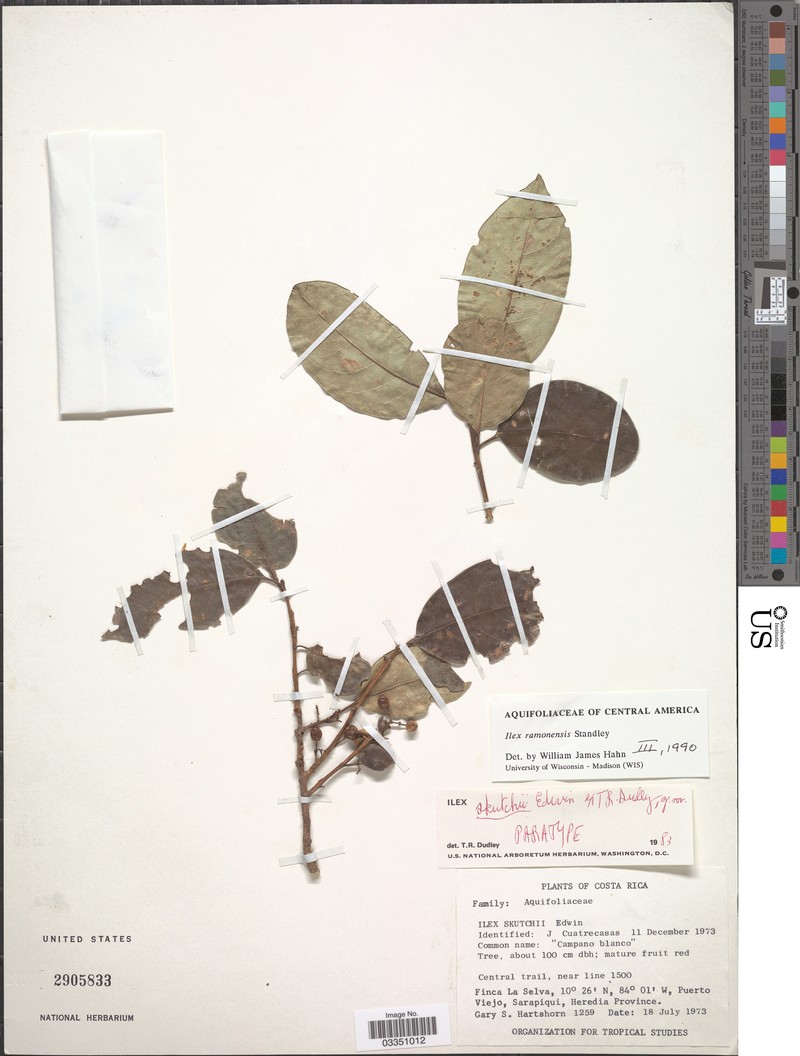 Ilex ramonensis