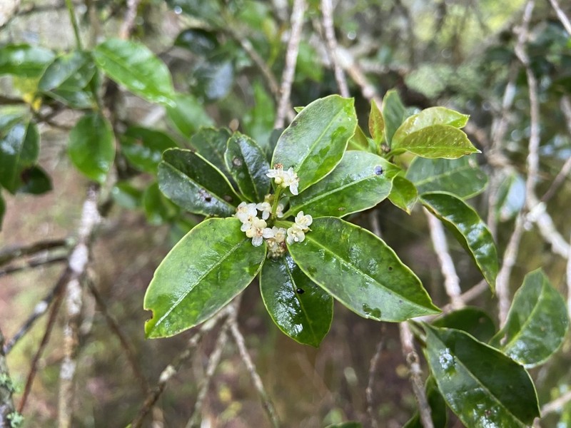 Ilex rarasanensis photo 2