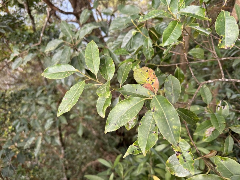 Ilex rarasanensis photo 3