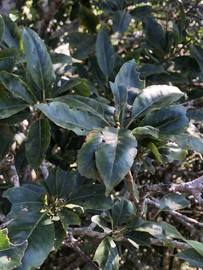 Ilex rarasanensis photo 4