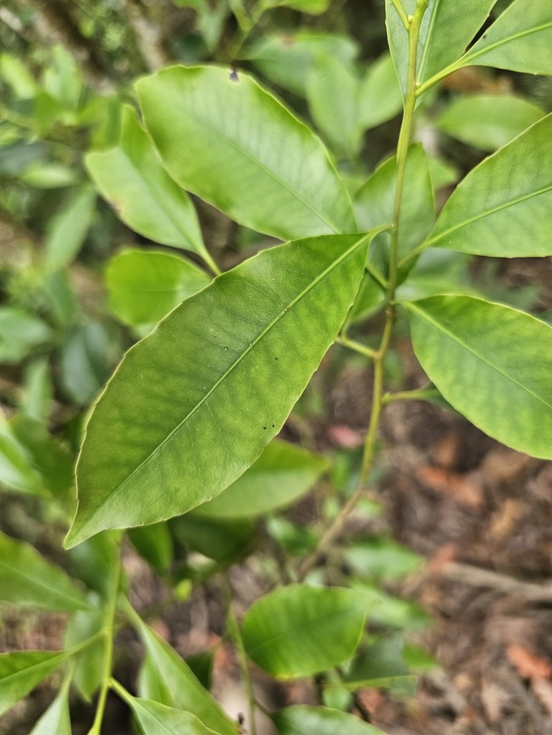 Ilex rarasanensis photo 5