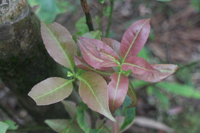 Ilex rarasanensis photo 6