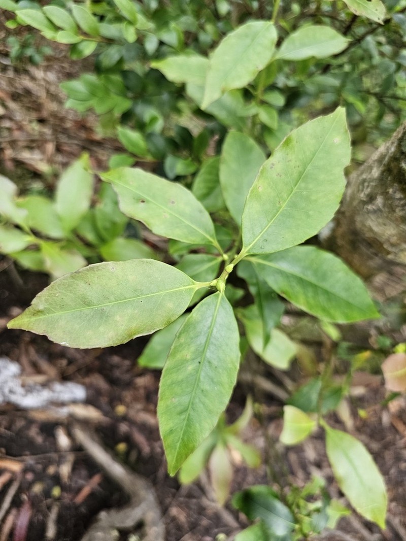 Ilex rarasanensis photo 7