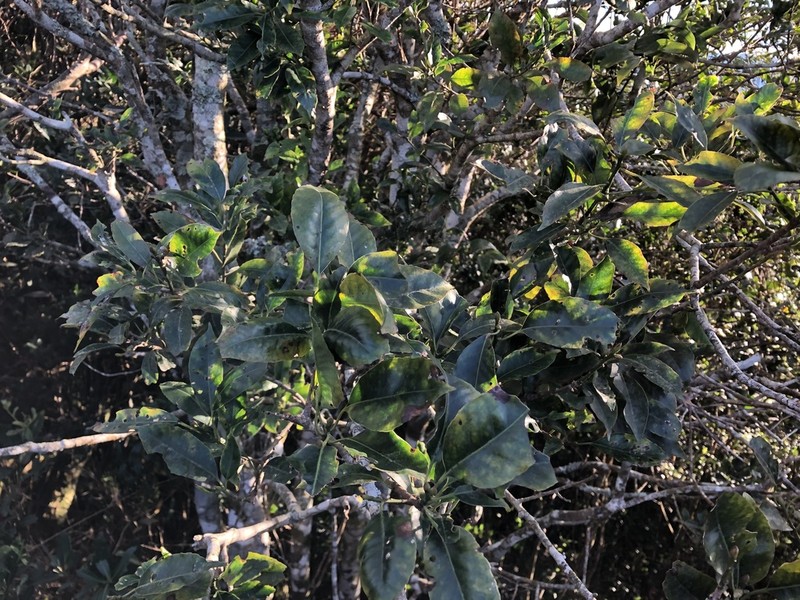 Ilex rarasanensis photo 8