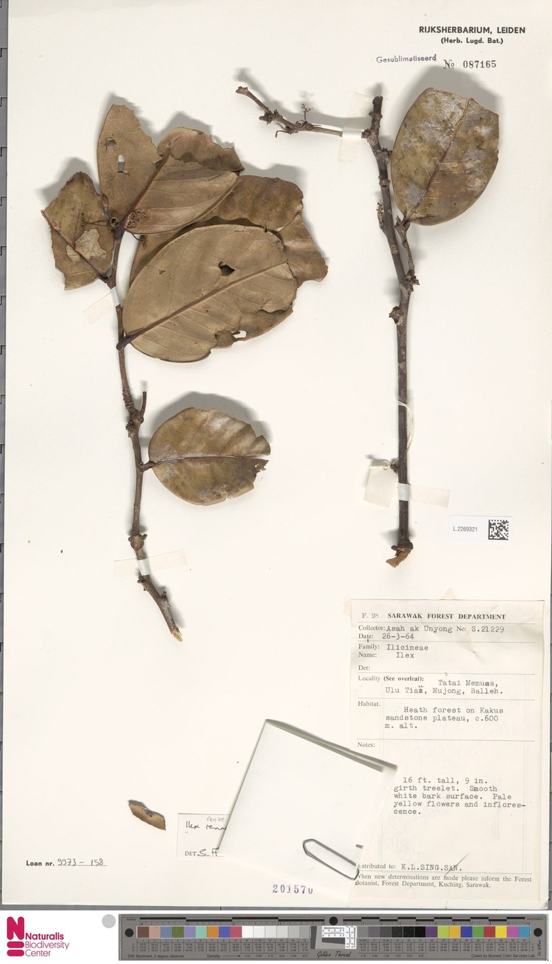 Ilex renae