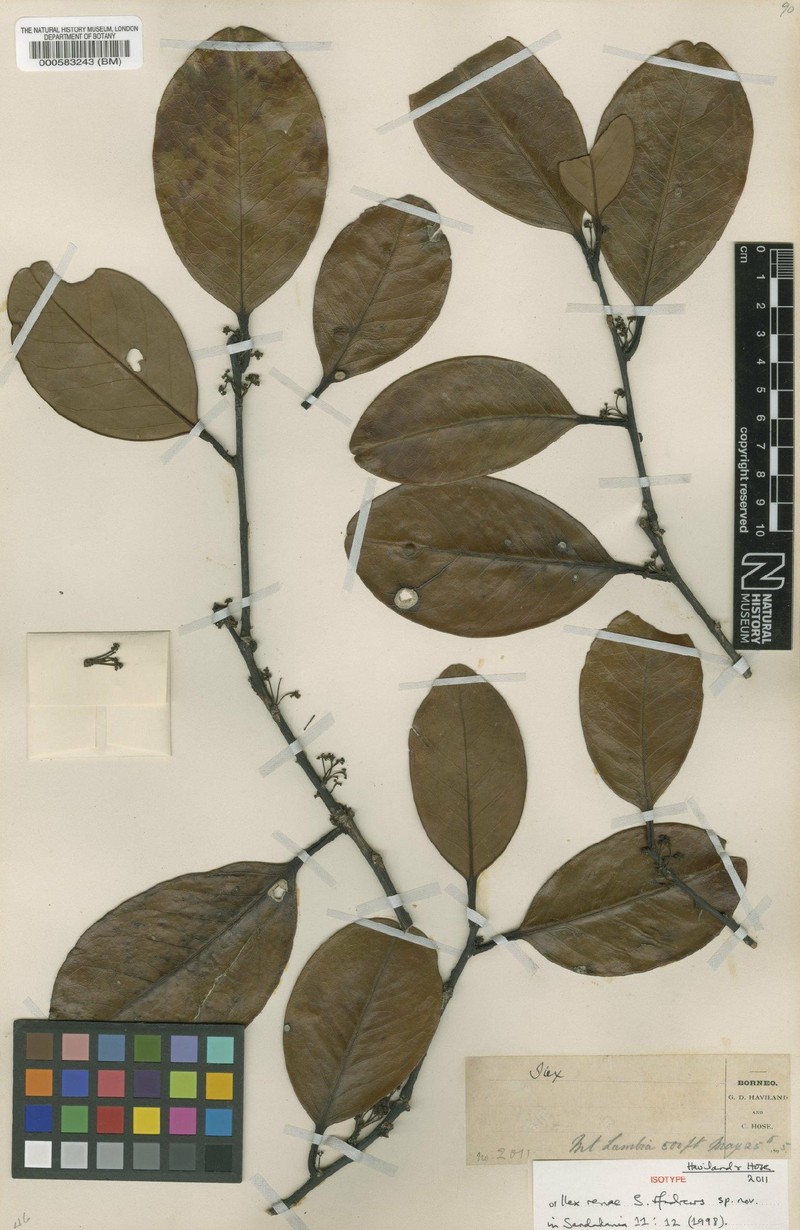 Ilex renae photo 2