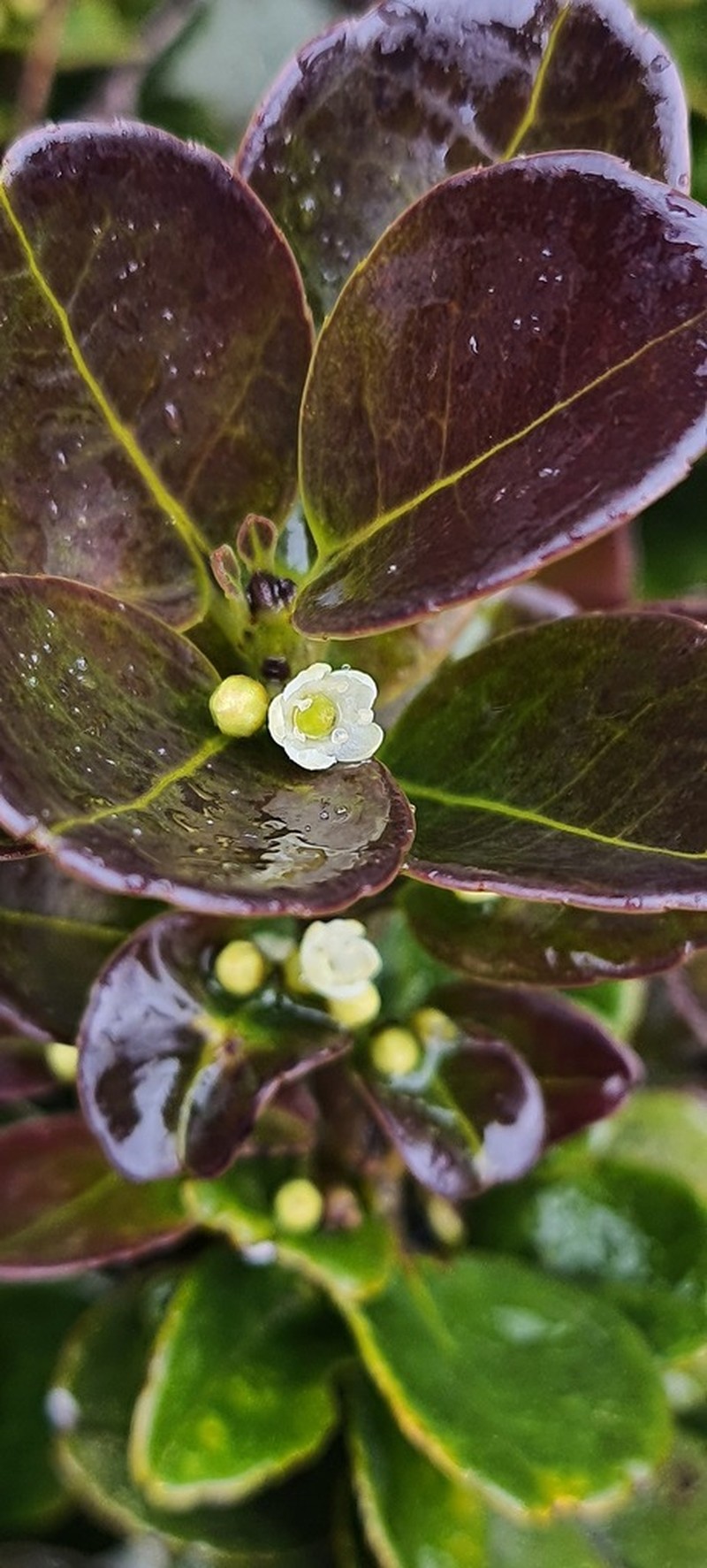 Ilex retusa
