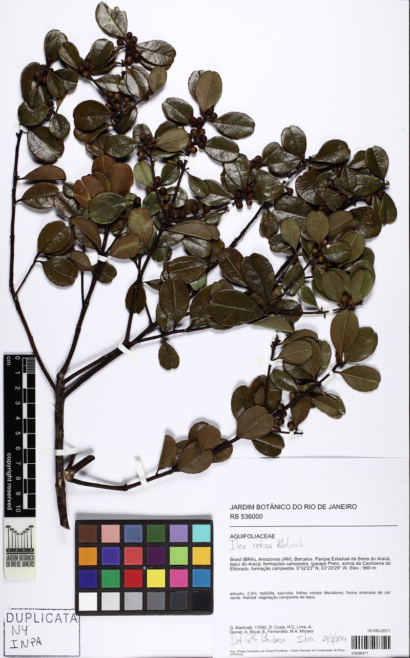 Ilex retusa photo 2