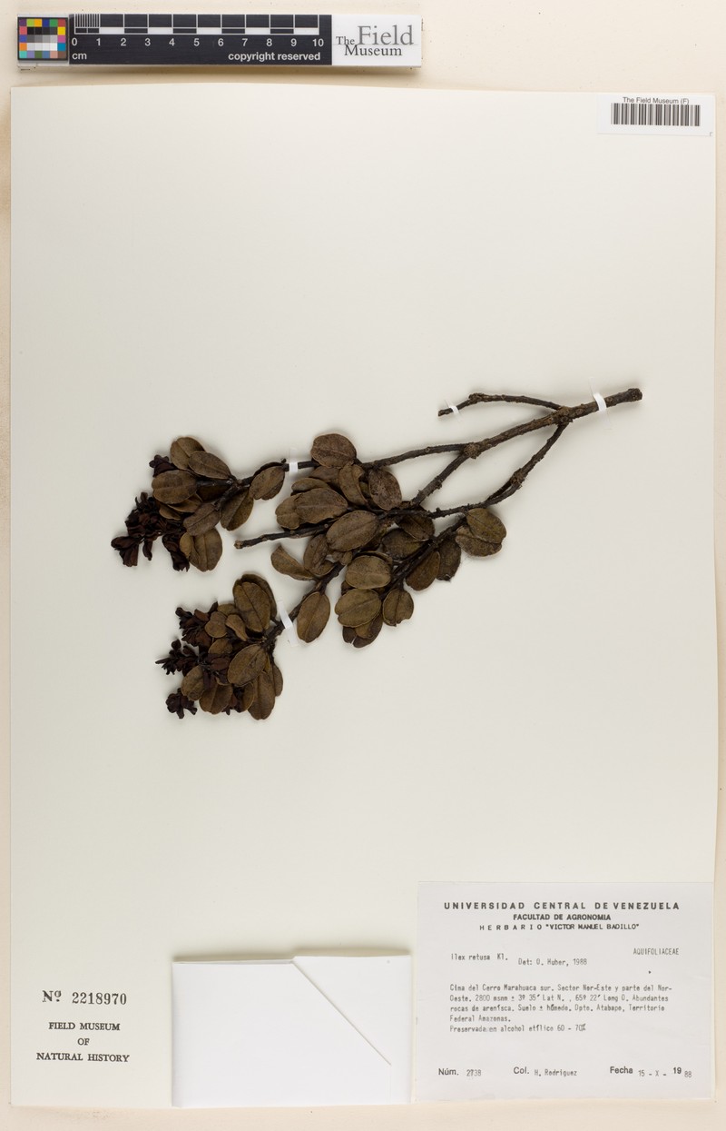 Ilex retusa photo 3