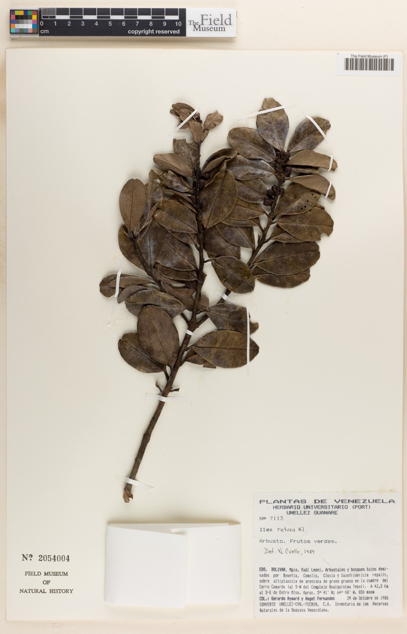 Ilex retusa photo 4