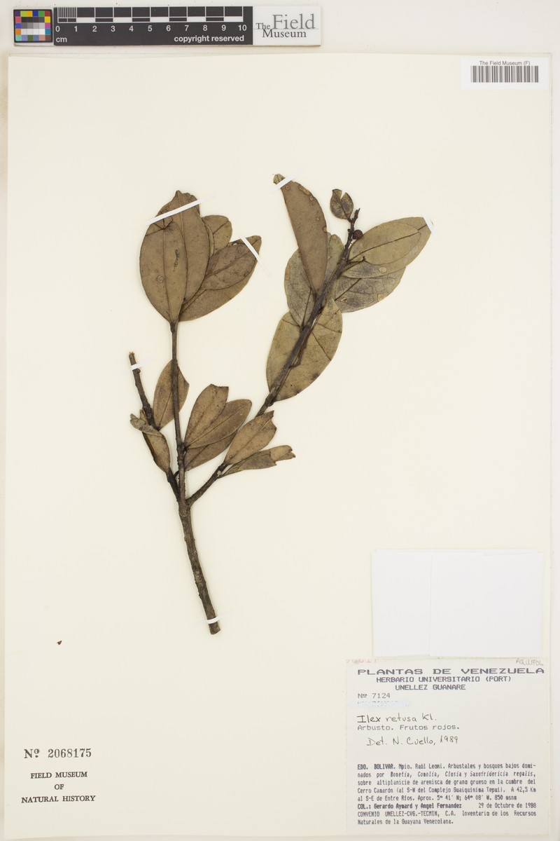 Ilex retusa photo 5