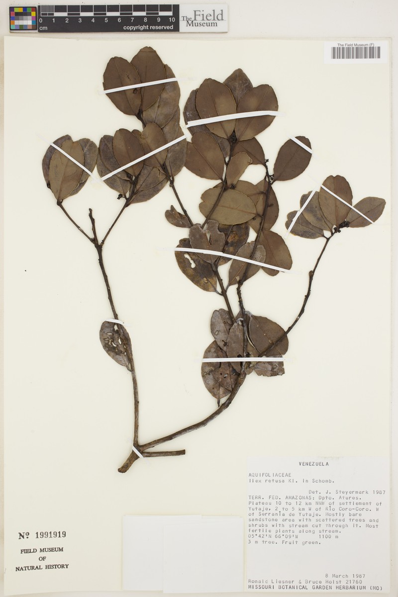 Ilex retusa photo 6
