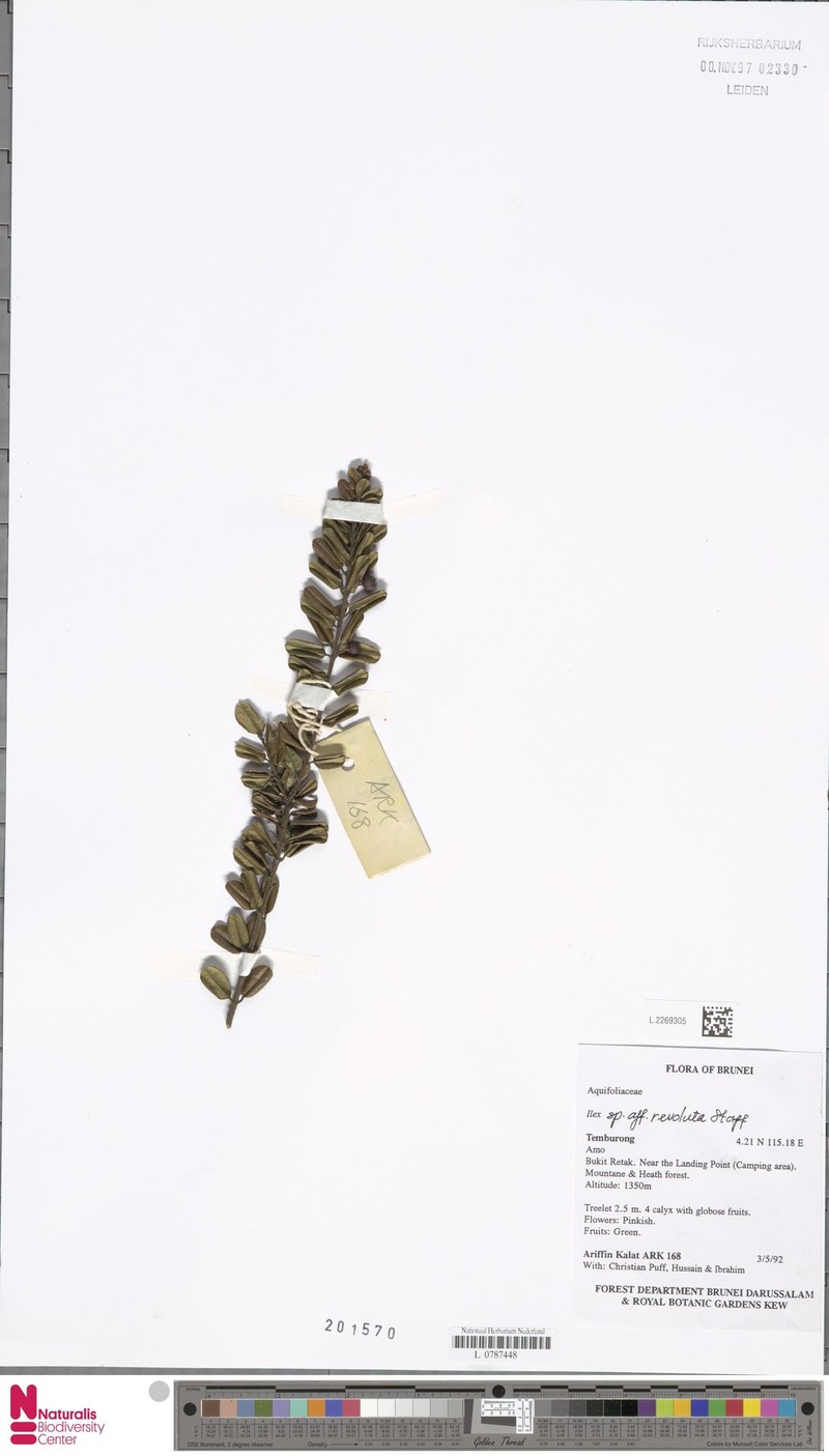 Ilex revoluta
