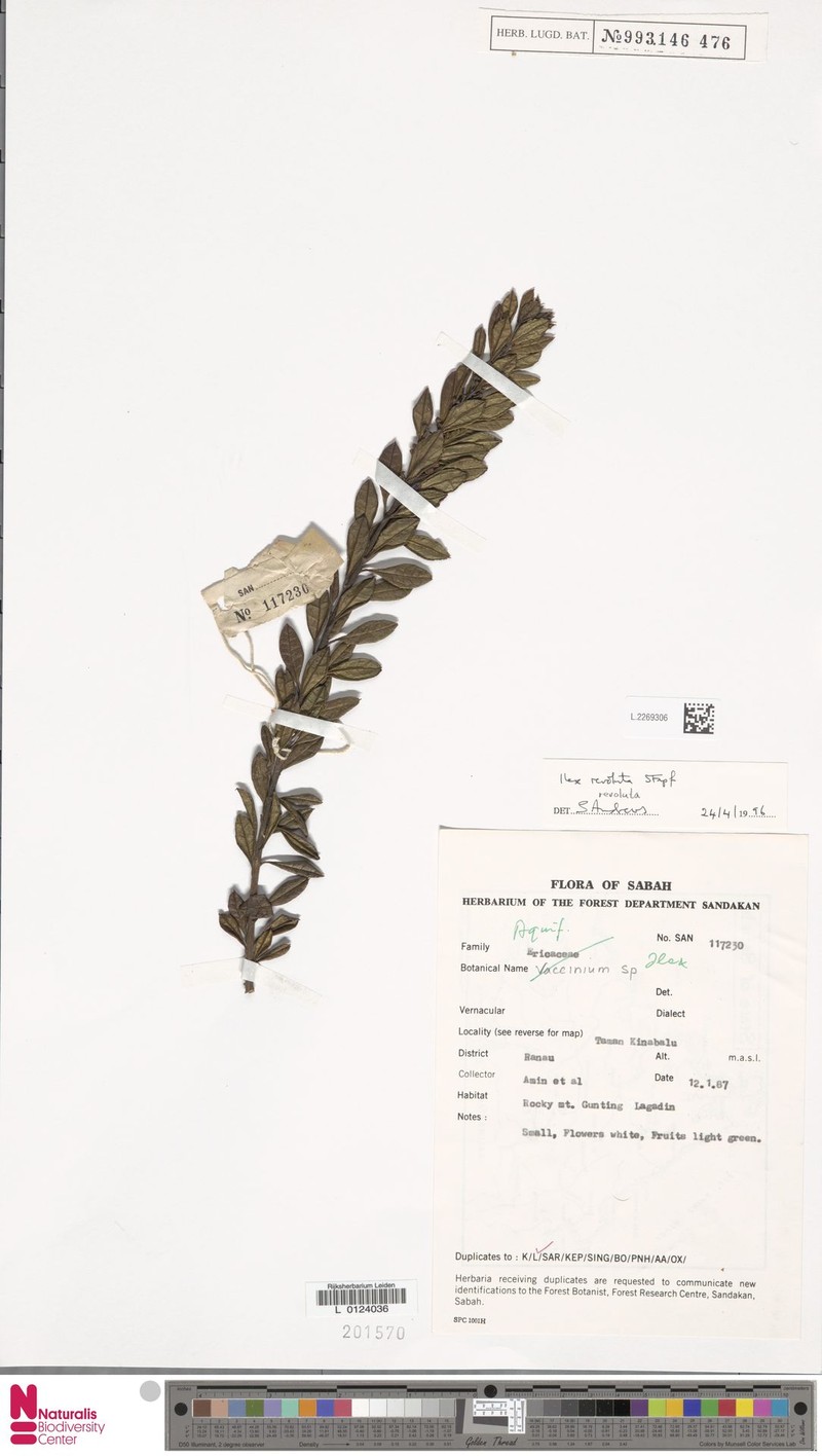 Ilex revoluta photo 2
