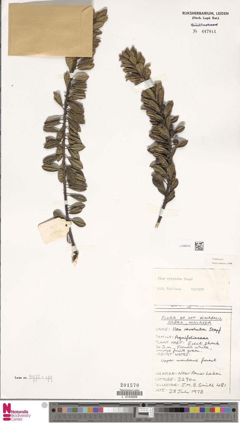Ilex revoluta photo 3