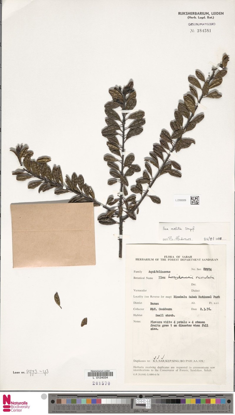 Ilex revoluta photo 4