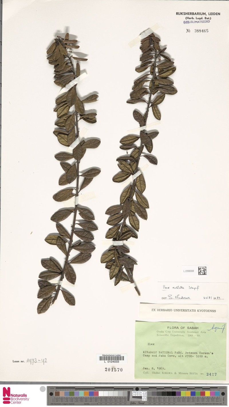 Ilex revoluta photo 5