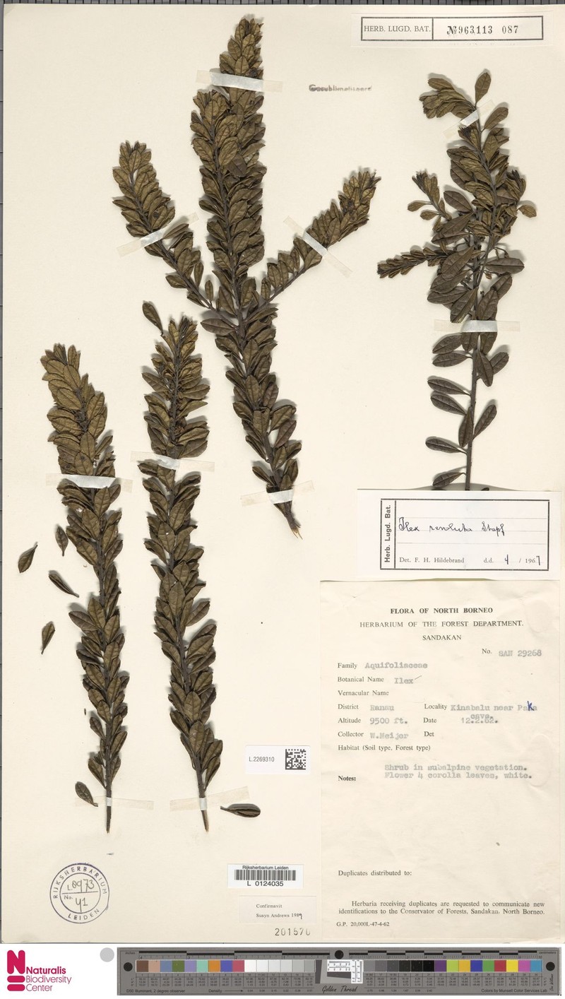 Ilex revoluta photo 8