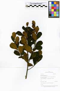 Ilex rimbachii