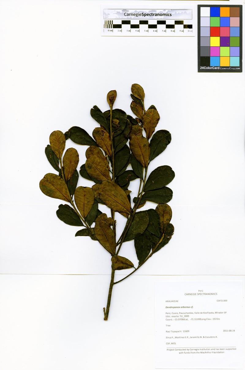 Ilex rimbachii