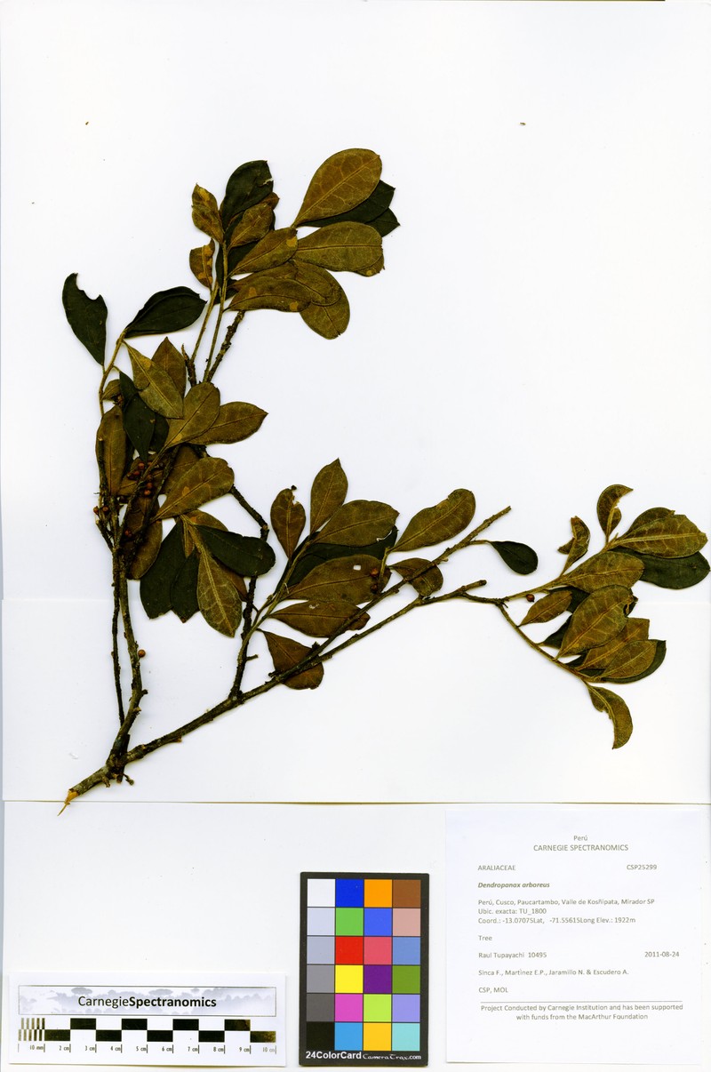 Ilex rimbachii photo 2