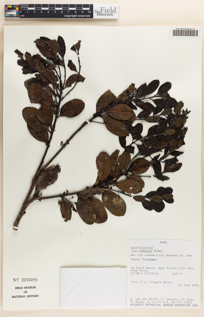 Ilex rimbachii photo 3