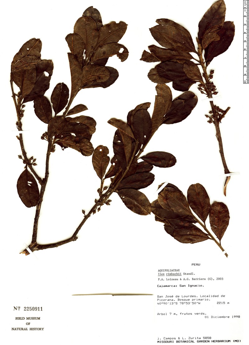 Ilex rimbachii photo 5