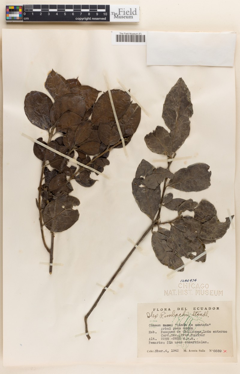 Ilex rimbachii photo 6