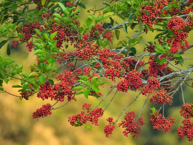 Kurogane Holly photo 3