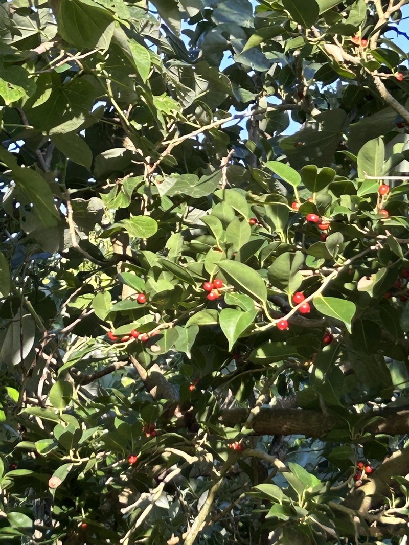 Kurogane Holly photo 7