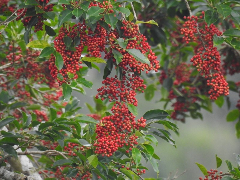 Kurogane Holly photo 8