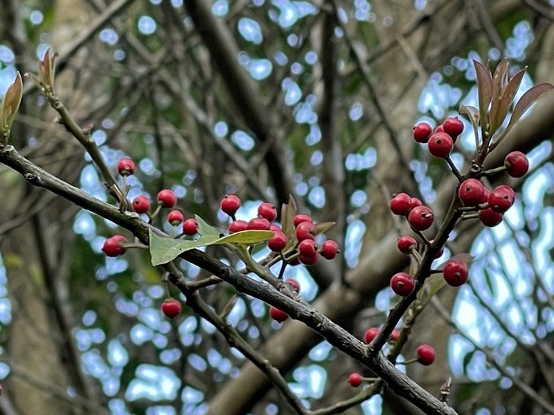Kurogane Holly photo 9