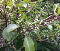 Kurogane Holly
