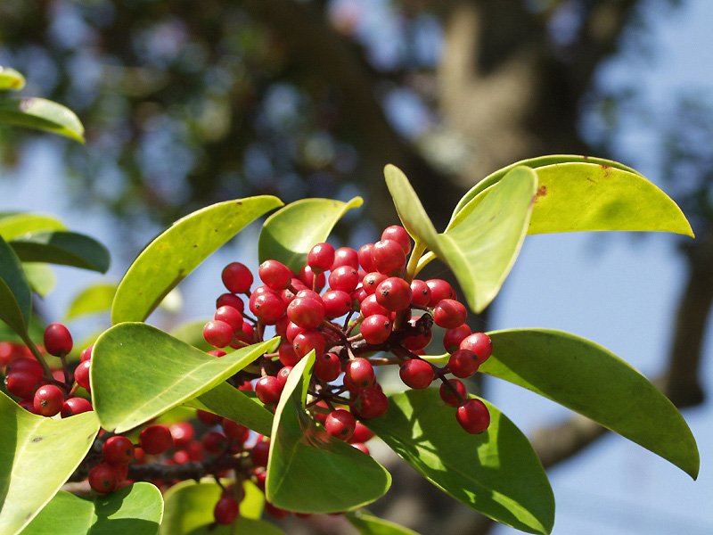 Kurogane Holly