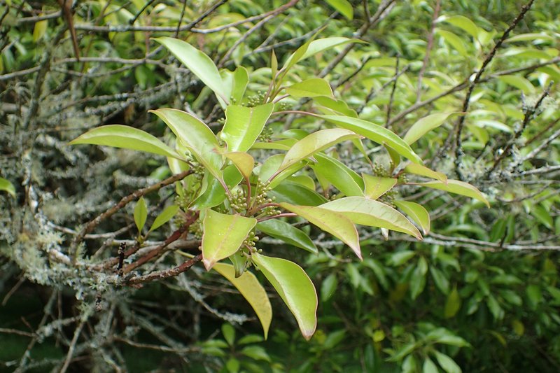 Kurogane Holly photo 7
