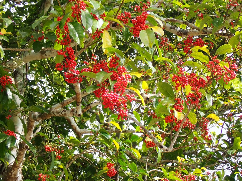 Kurogane Holly photo 8