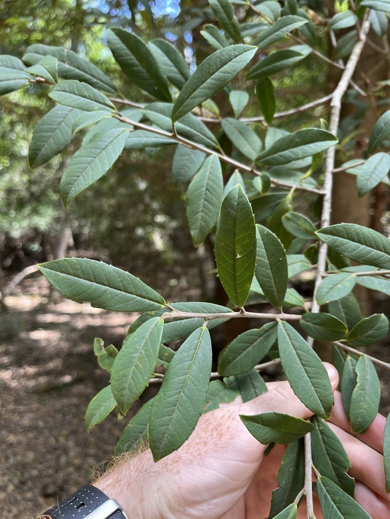 Ilex rubra