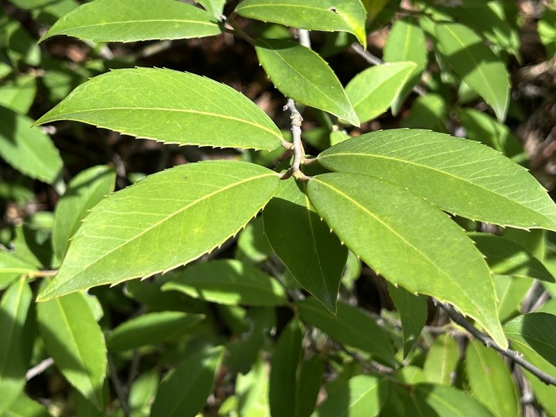 Ilex rubra photo 2