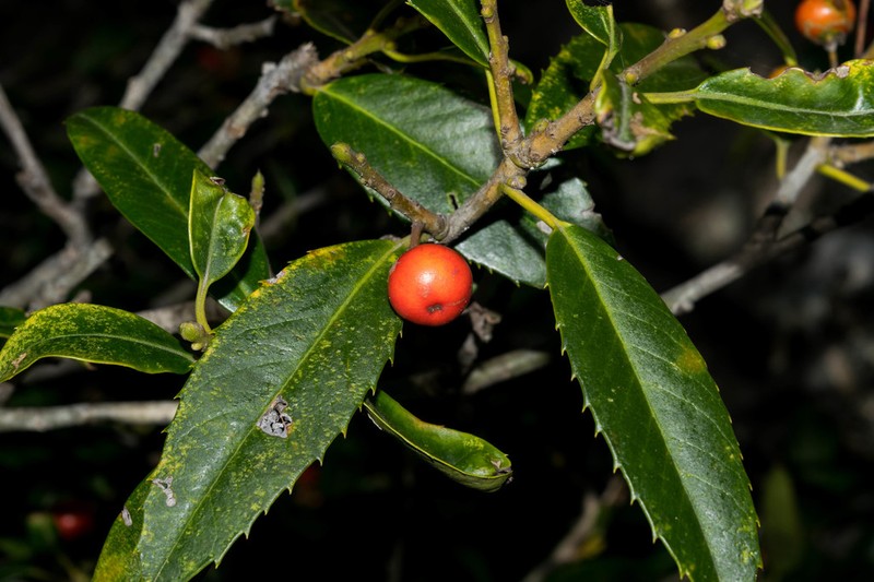 Ilex rubra photo 3
