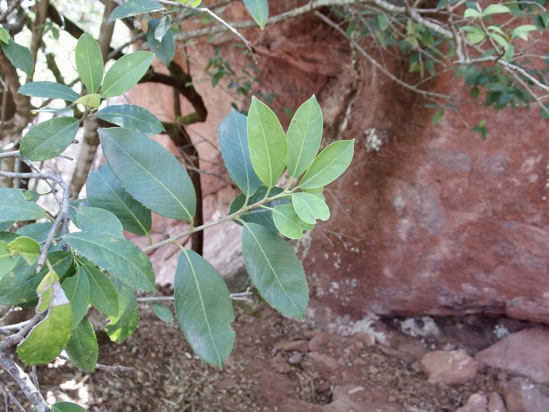Ilex rubra photo 4