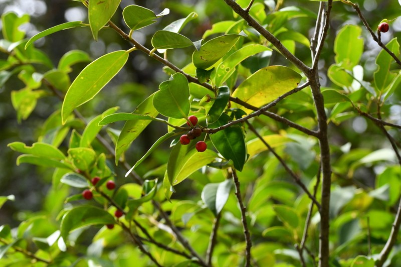 Ilex rubra photo 5