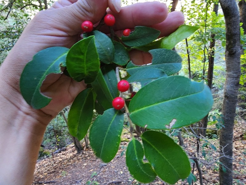 Ilex rubra photo 6