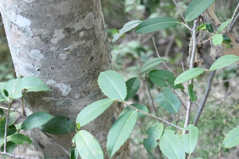 Ilex rubra photo 7