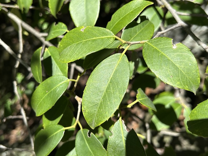 Ilex rubra photo 8
