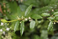 Ilex rugosa