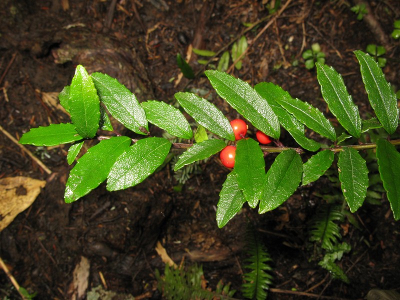 Ilex rugosa photo 2