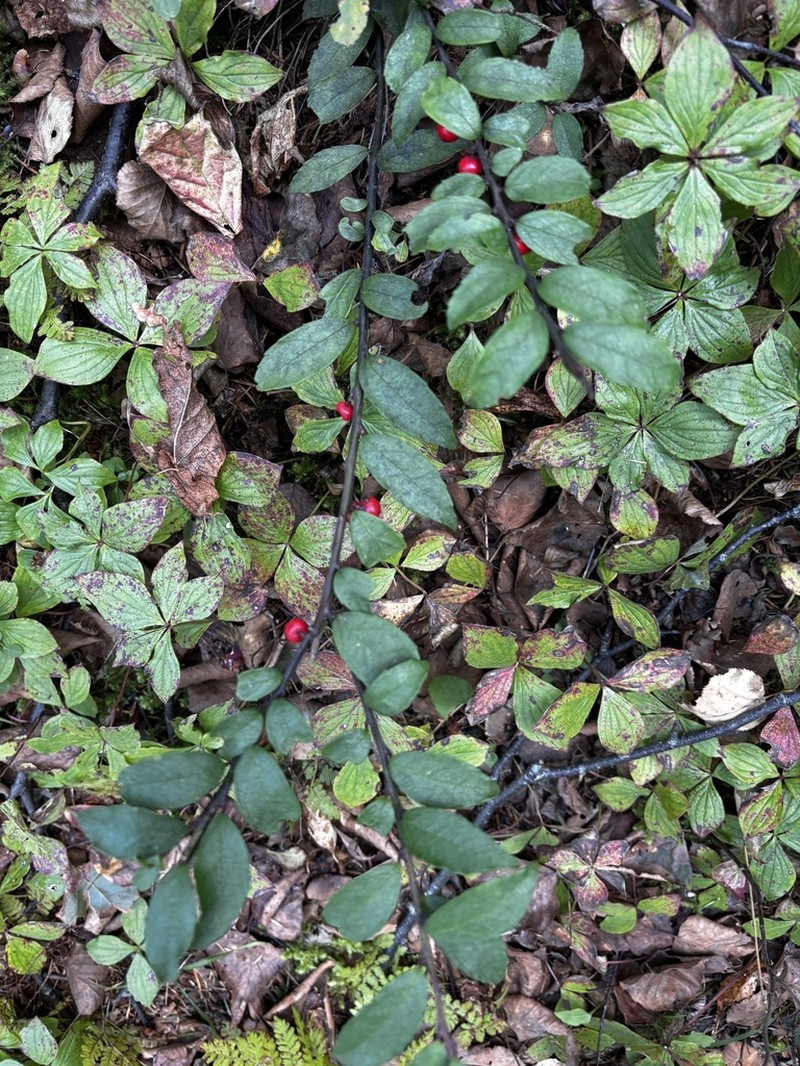 Ilex rugosa photo 3