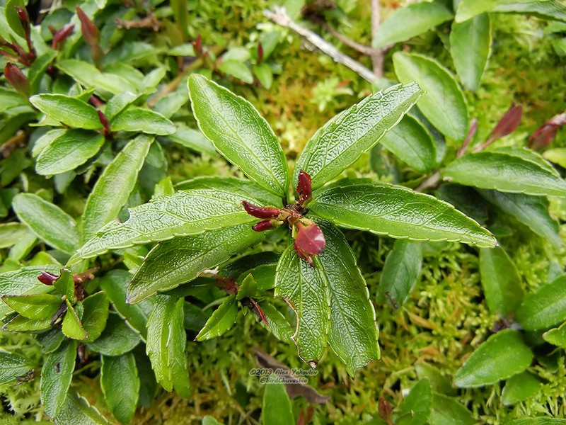 Ilex rugosa photo 5